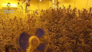 Parte de la marihuana incautada.