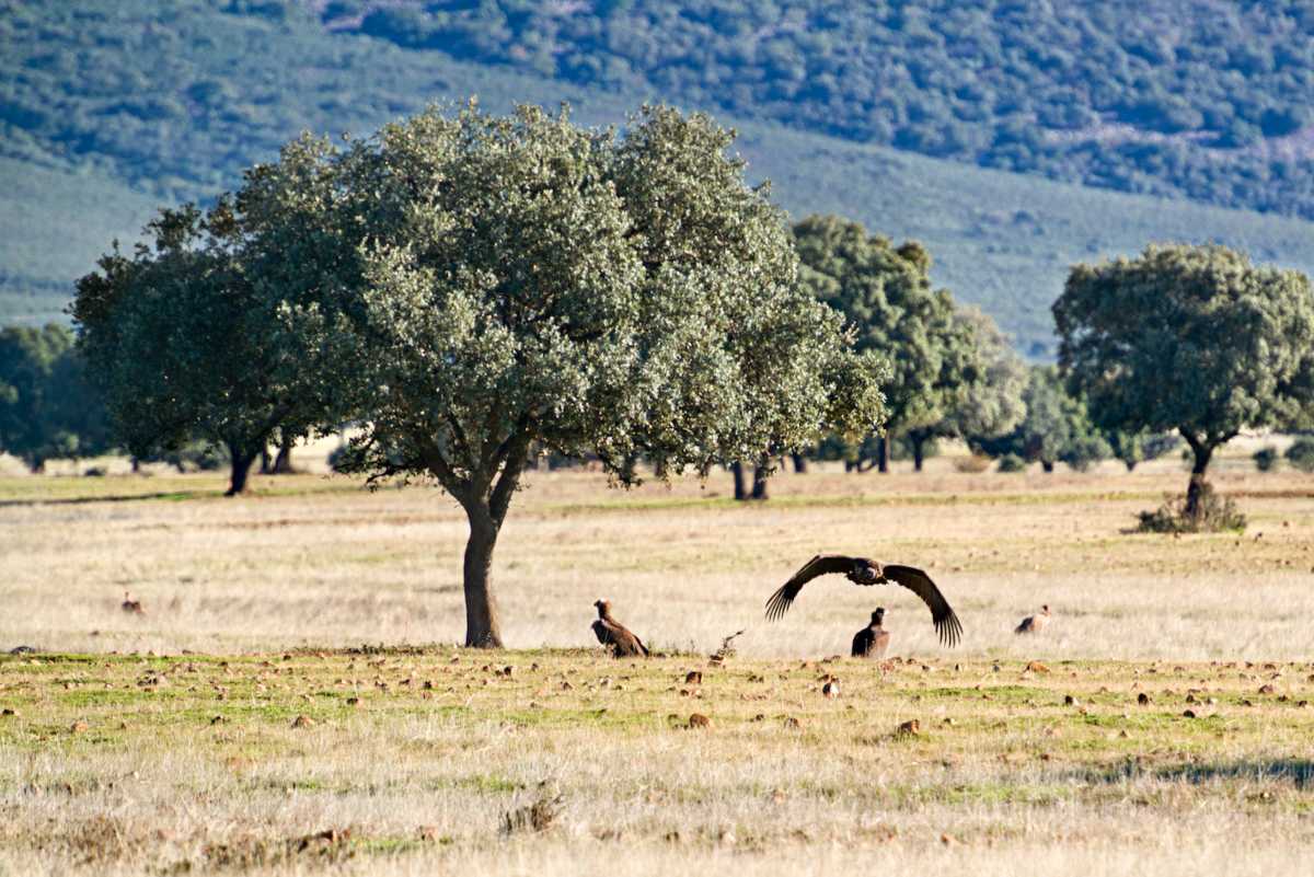 Imagen del Parque Nacional de Cabañeros.