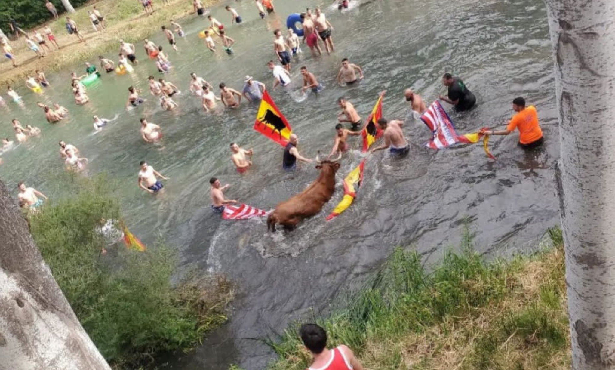 Un momento de la suelta de vacas en el río Tajo, en Trillo (Guadalajara). Foto: Guadalajara Antitaurina.