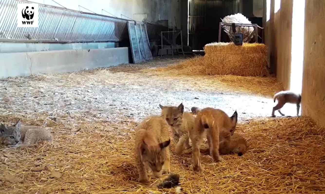 Imagen de los seis linces, de dos hombres, criados en un pajar de la provincia de Ciudad Real.