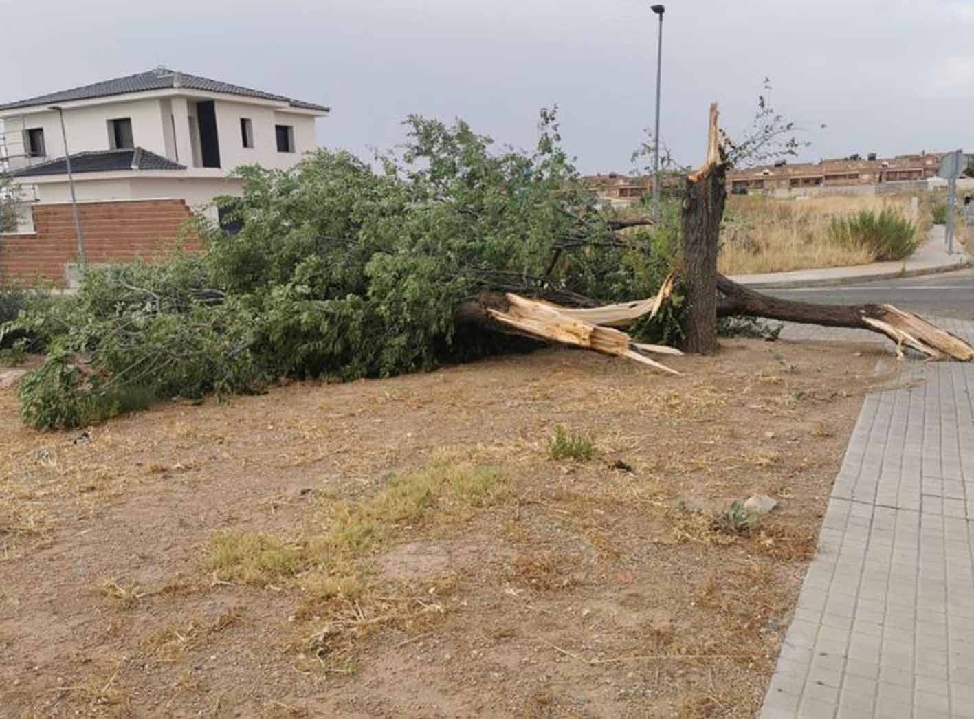 Otro árbol arrancado de cuajo. Foto: Ayuntamiento de Burguillos.