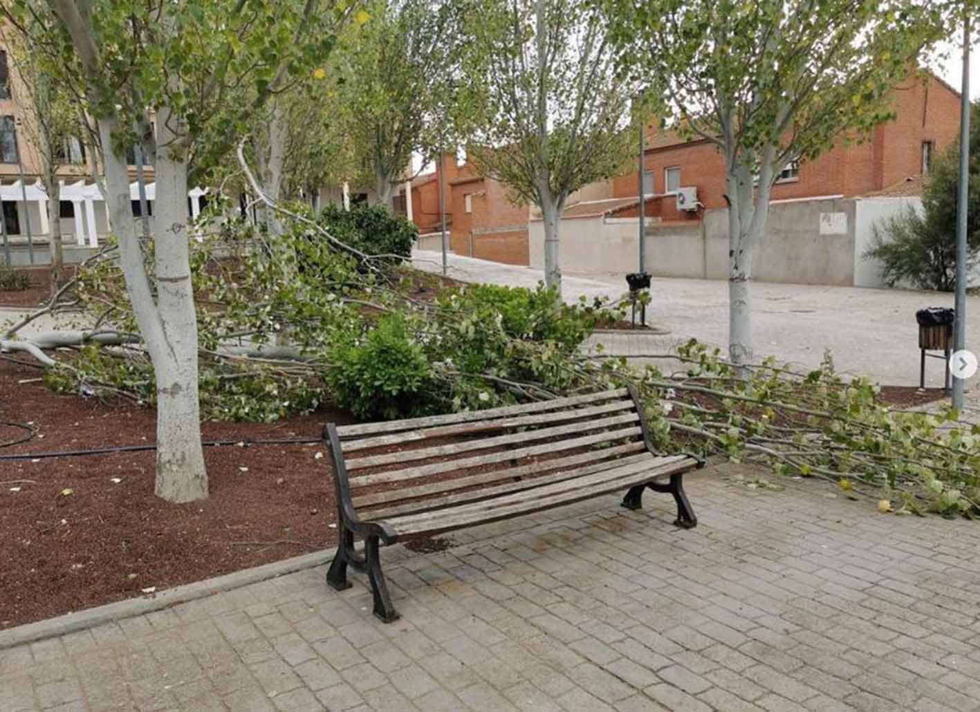 Un árbol cayó muy cerca de un banco. Foto: Ayuntamiento de Burguillos.