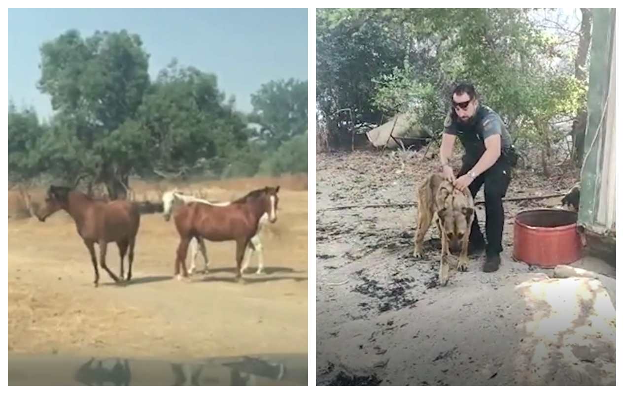 Imagen del rescate de los caballos y los perros en Palomeque.