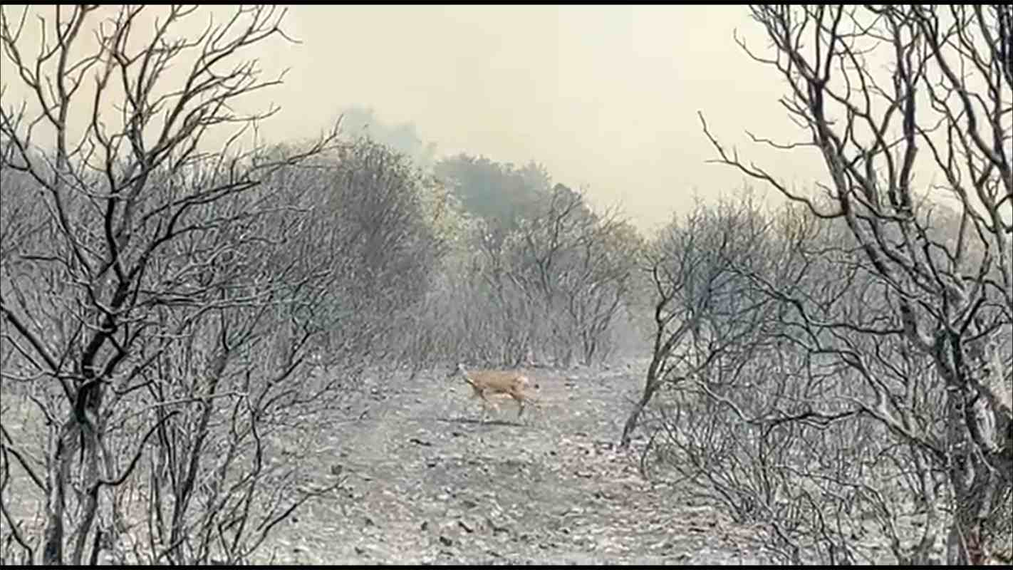 Una cierva desorientada huye del incendio de Losacio, en Zamora.