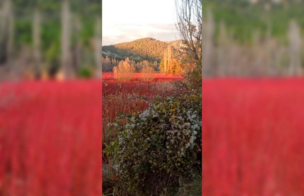 ©️Fotografía Ganadora del Concurso “Los 22 lugares del 22” de Turismo Castilla-La Mancha. Autor: Daniel Merino Cañizares. Título: Título: Ribera del Escabas. Mimbre otoño mar río de vida y color.