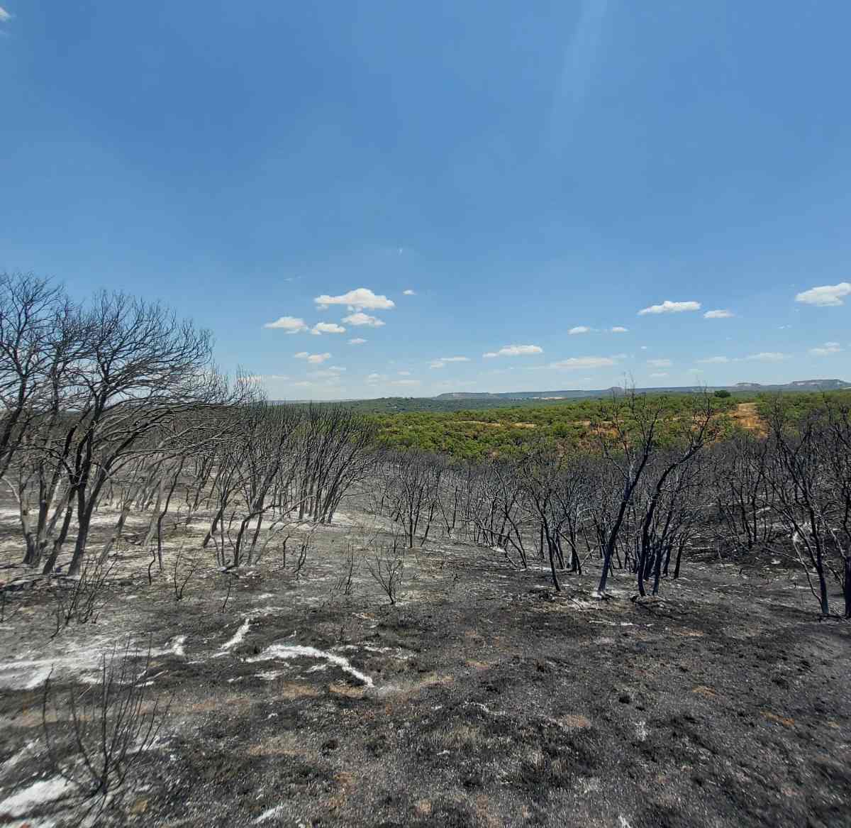 Incendio de Humanes (Guadalajara).