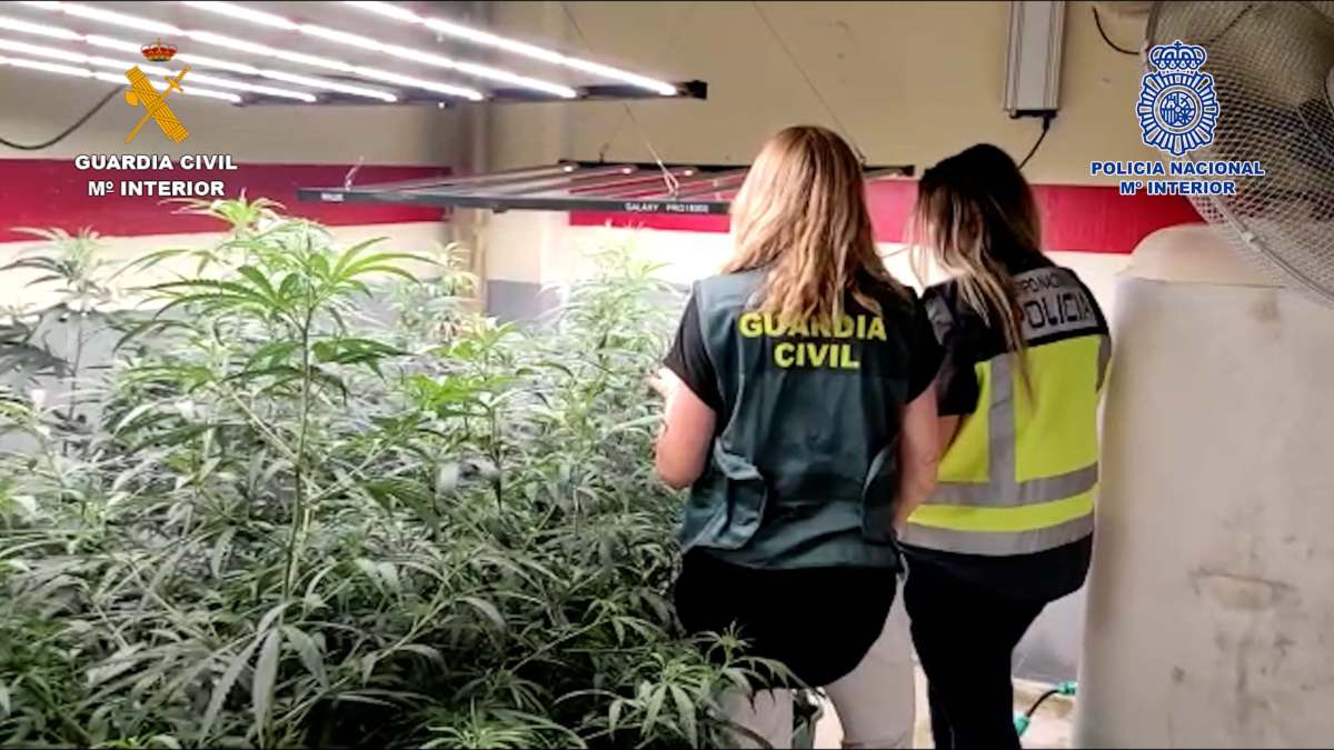 Plantación marihuana "indoor" en Quer (Guadalajara)