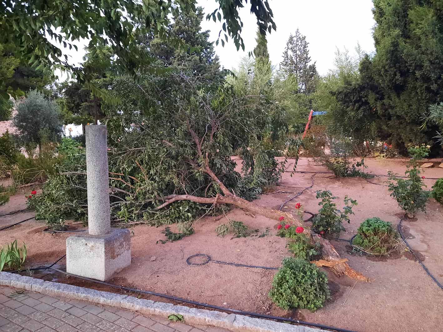 Foto subida por la Aemet en la que se ven árboles arrancados por el viento durante la noche del domingo en Orgaz (Toledo).