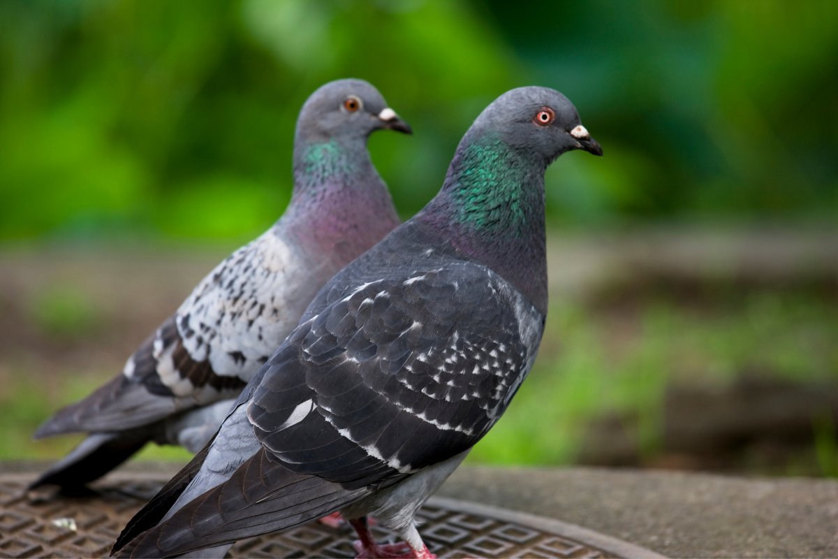 Palomas en Guadalajara