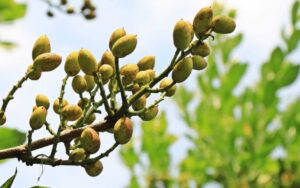 pistacho-cuenca