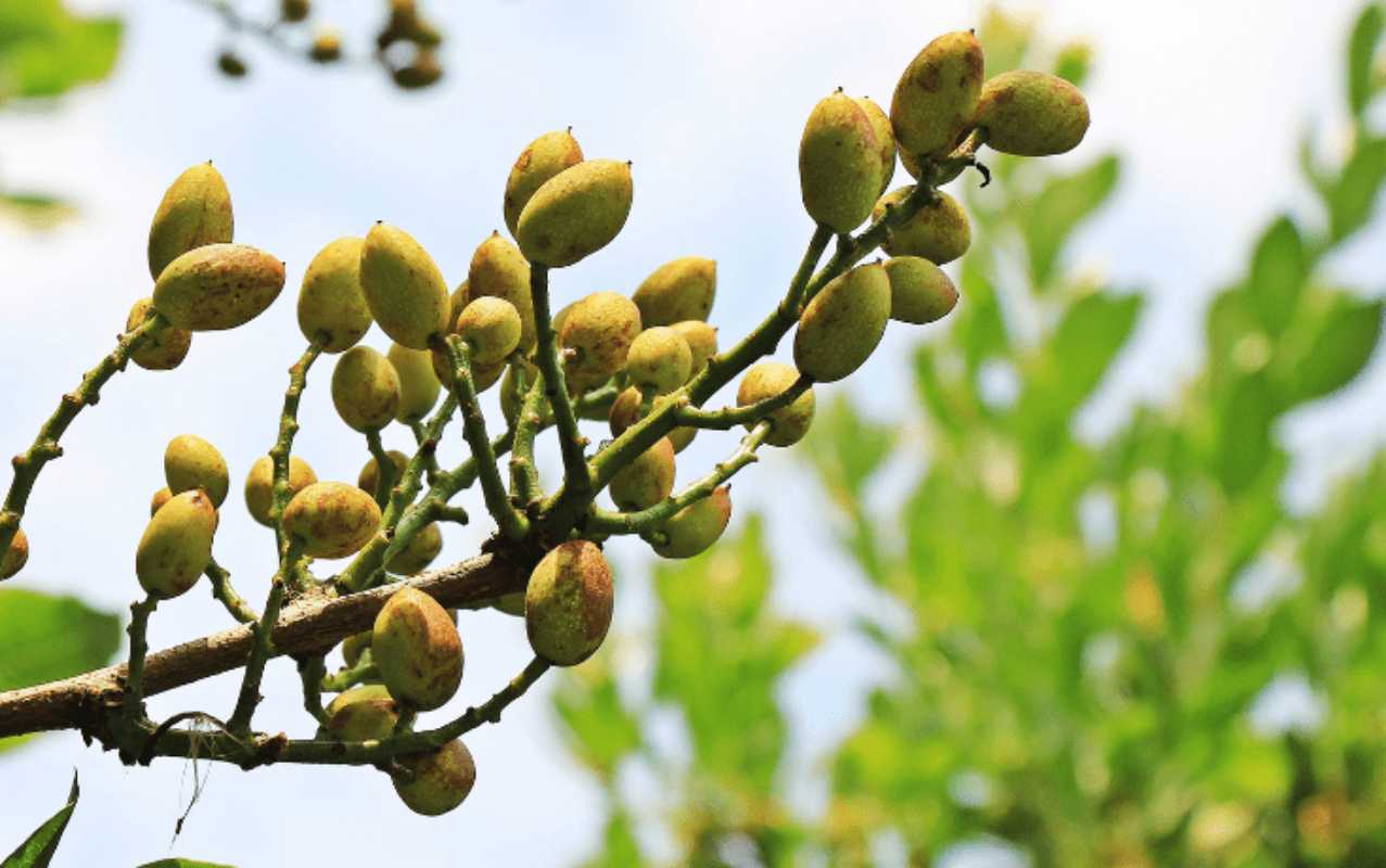 pistacho-cuenca