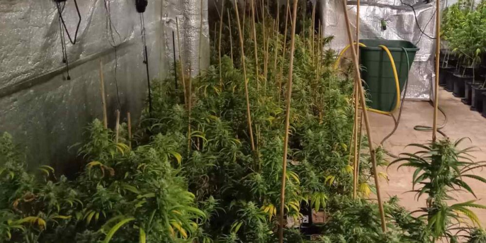 Imagen de la marihuana incautada en Talavera.