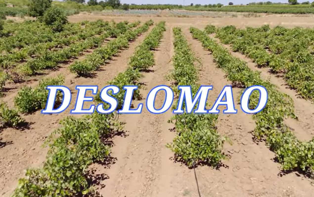 deslomao-video(1)