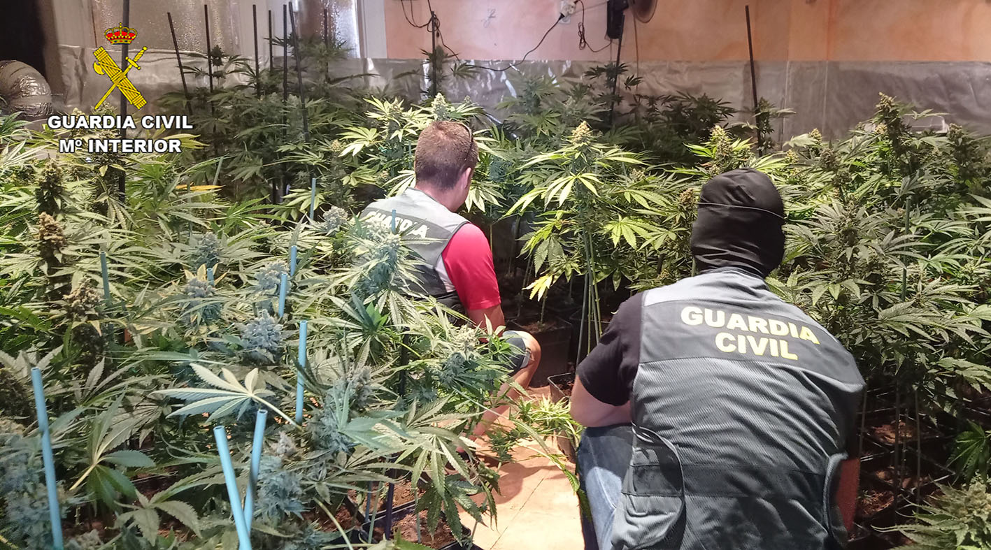 Una de las plantaciones de marihuana desmantelada por la Guardia Civil.
