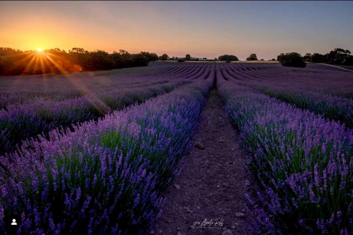 Imagen de los campos de lavanda en Brihuega. Fotografía de José Alberto Real Gayo.