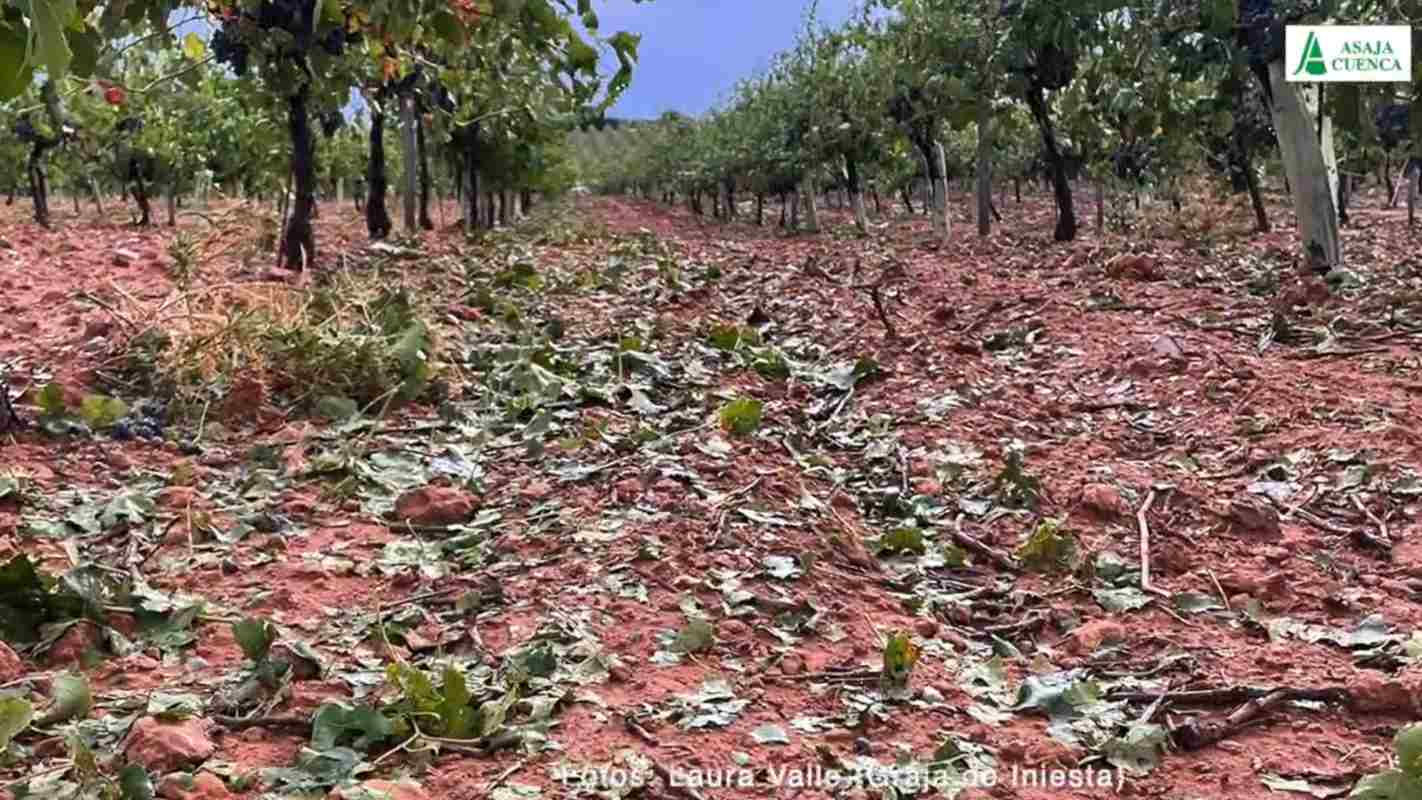 El pedrisco ha dañado gran cantidad de viñedos en la provincia de Cuenca.