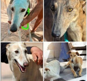 Fotografías de los cuatro perros desaparecidos tras el asalto al Albergue La Esperanza, en Villarrobledo.