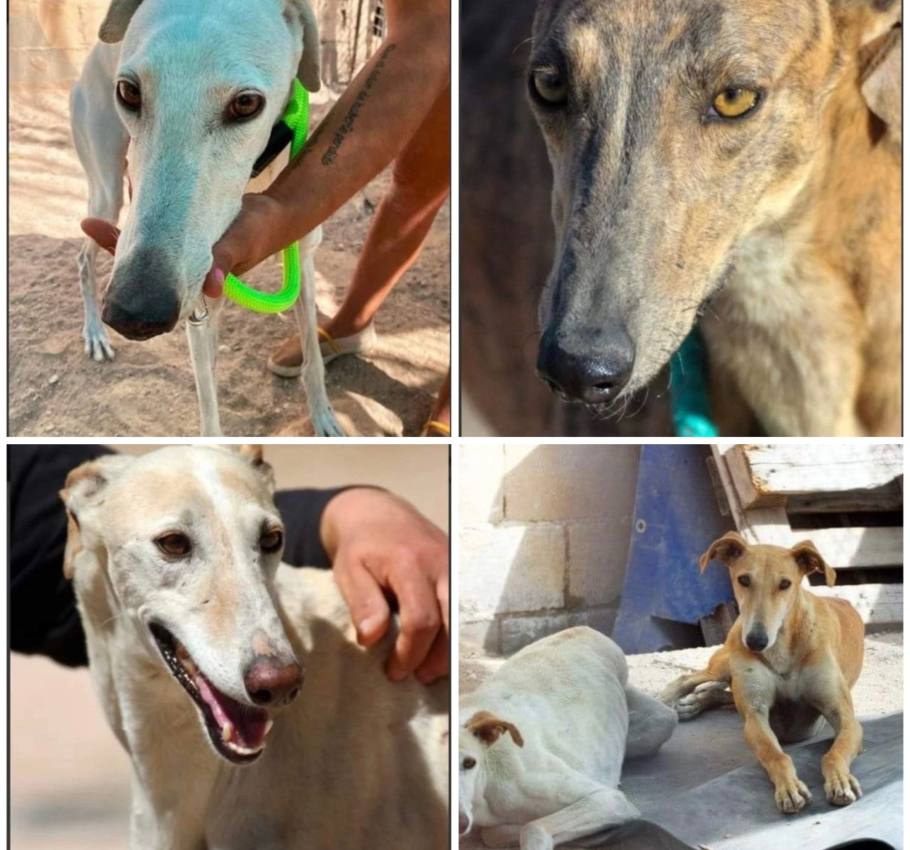 Fotografías de los cuatro perros desaparecidos tras el asalto al Albergue La Esperanza, en Villarrobledo.