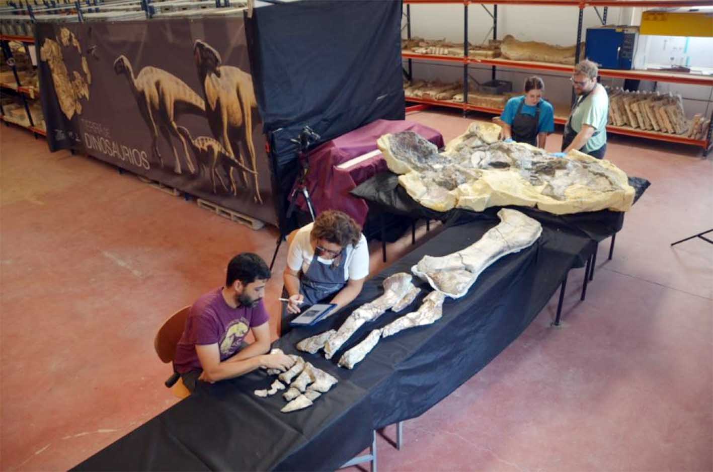 Restauración del titanosaurio de Lo Hueco