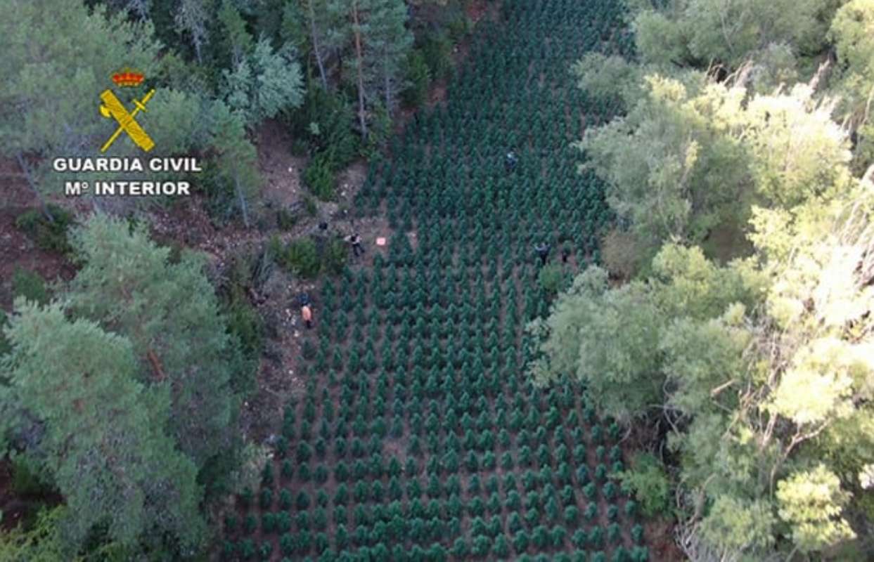 Vista aérea de la plantación de marihuana.