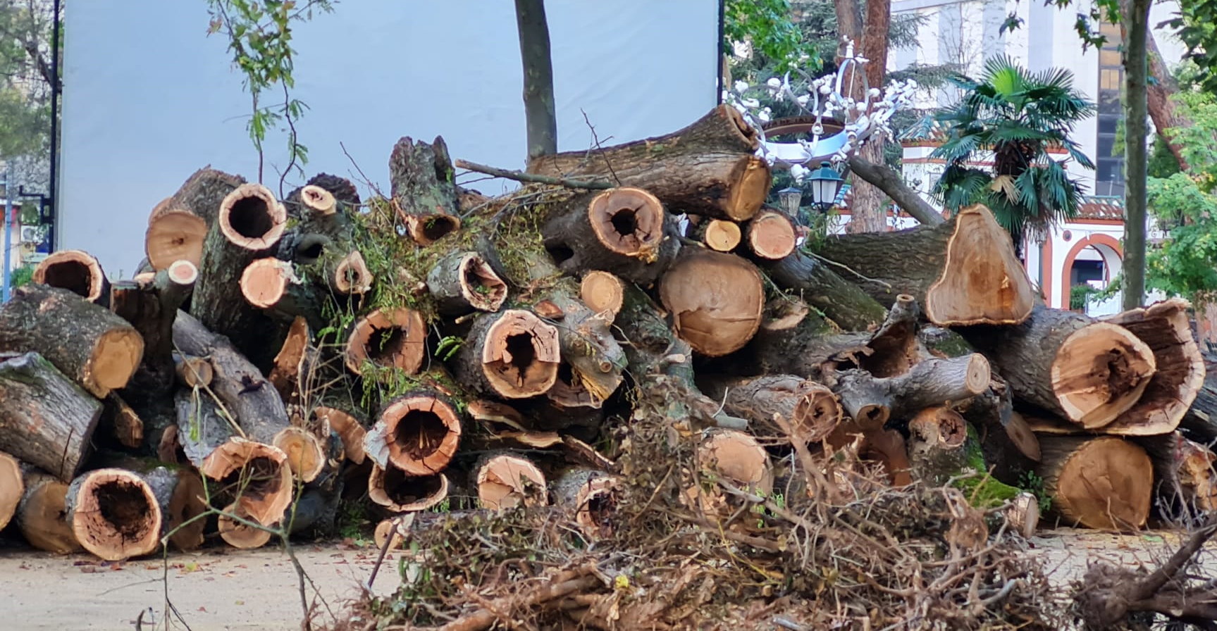 Talavera: árboles enfermos, algunos con nidos de ratas, en Prado- ENCLM