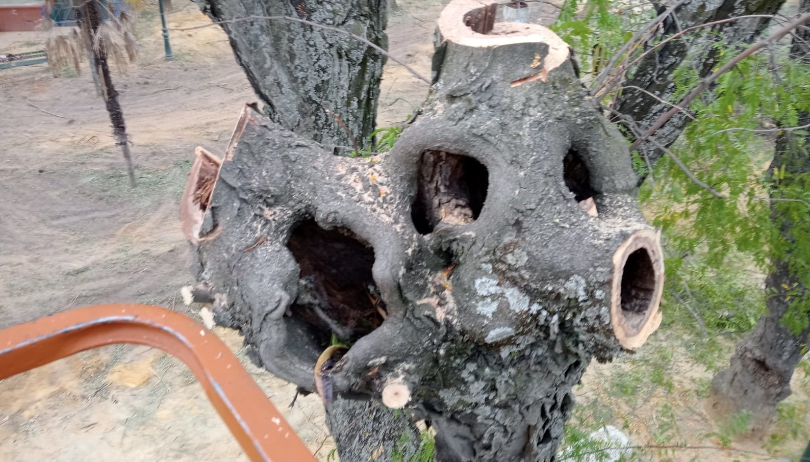 Talavera: árboles enfermos, algunos con nidos de ratas, en Prado- ENCLM