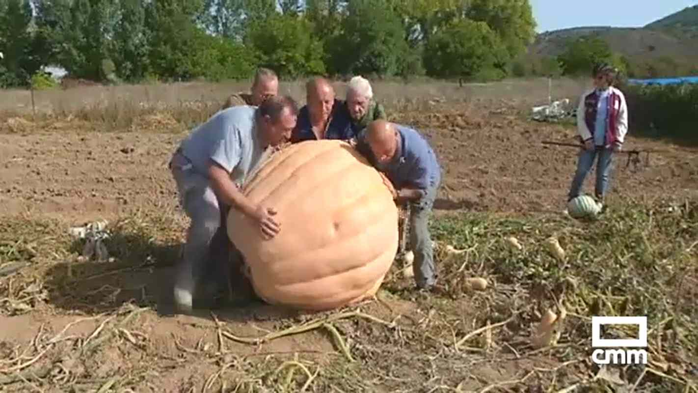 Bimba, la calabaza gigante de Cañete.