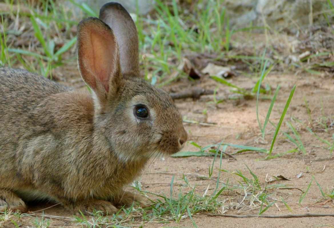 Iban a soltar los conejos en una plaza de toros, según Pacma.