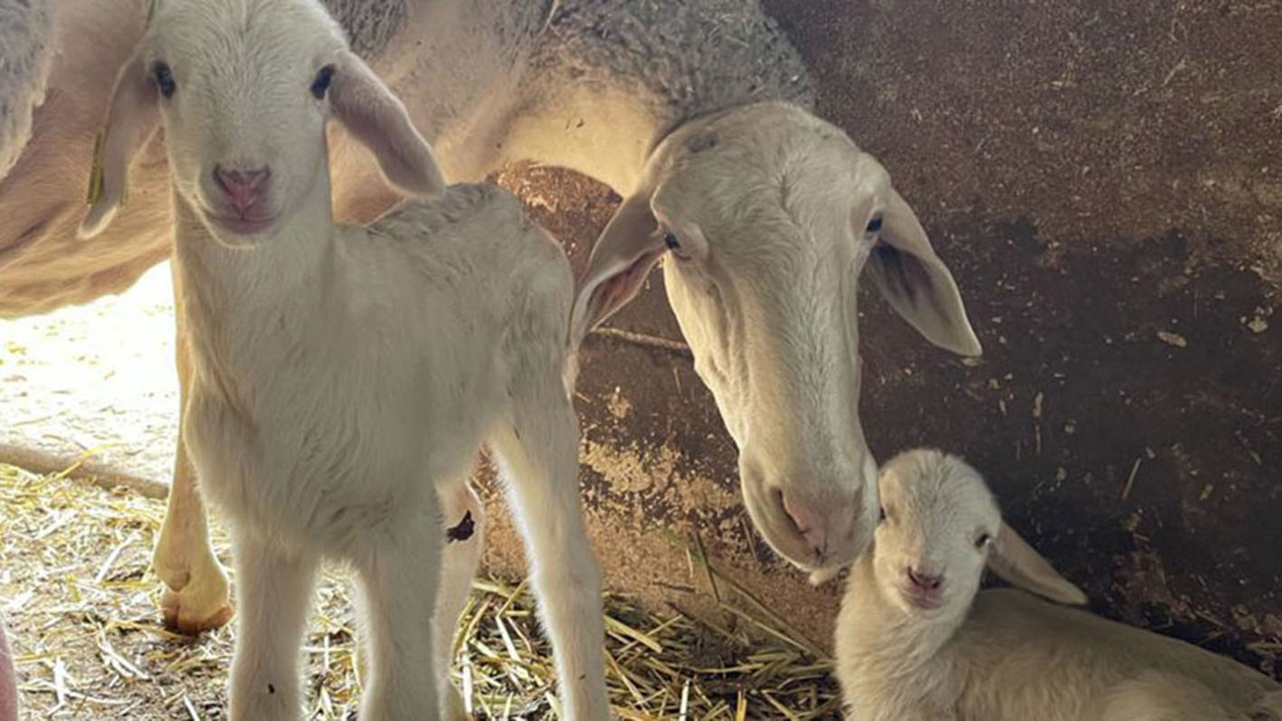 En la imagen, los dos corderos que han nacido en la UCLM por fecundación in vitro.