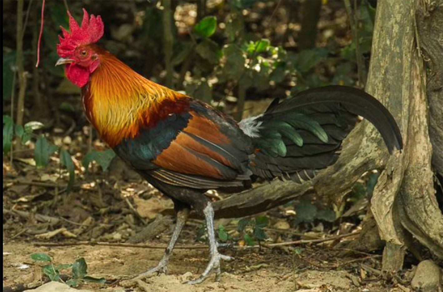 Imagen de archivo de un gallo. Foto: Wikipedia.