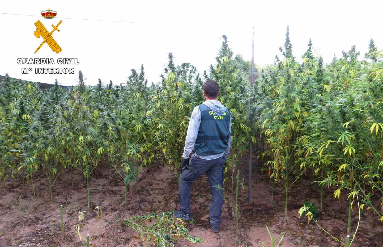 Plantación de marihuana en Villamalea (Albacete).