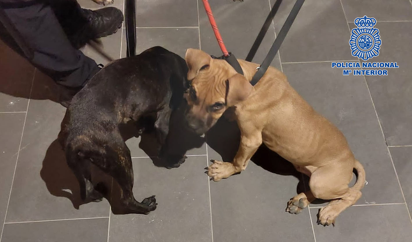 Dos de los tres perros abandonados.