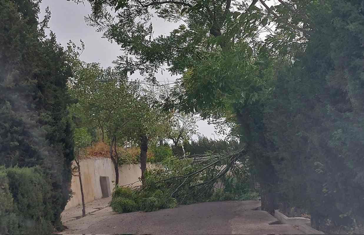 Imagen de una rama que ha caído en la ciudad de Toledo.