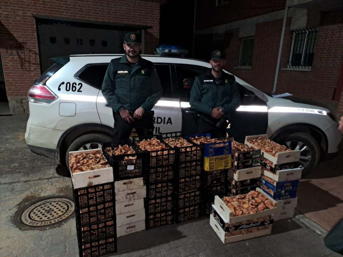 Recogida ilegal de níscalos en la provincia de Guadalajara