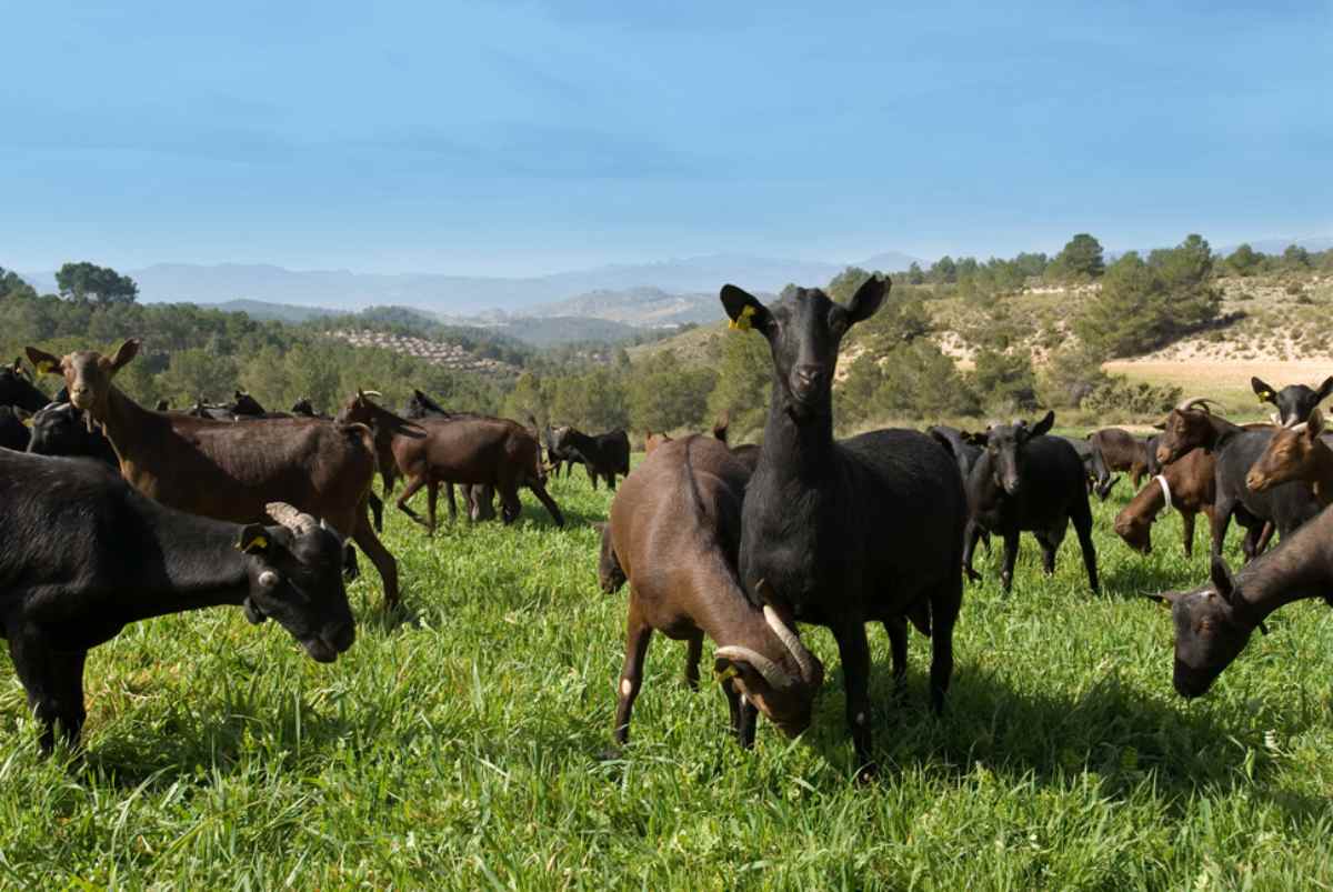 Cantero de Letur ha hecho de la leche de cabra ecológica uno de los principales productos de su empresa.