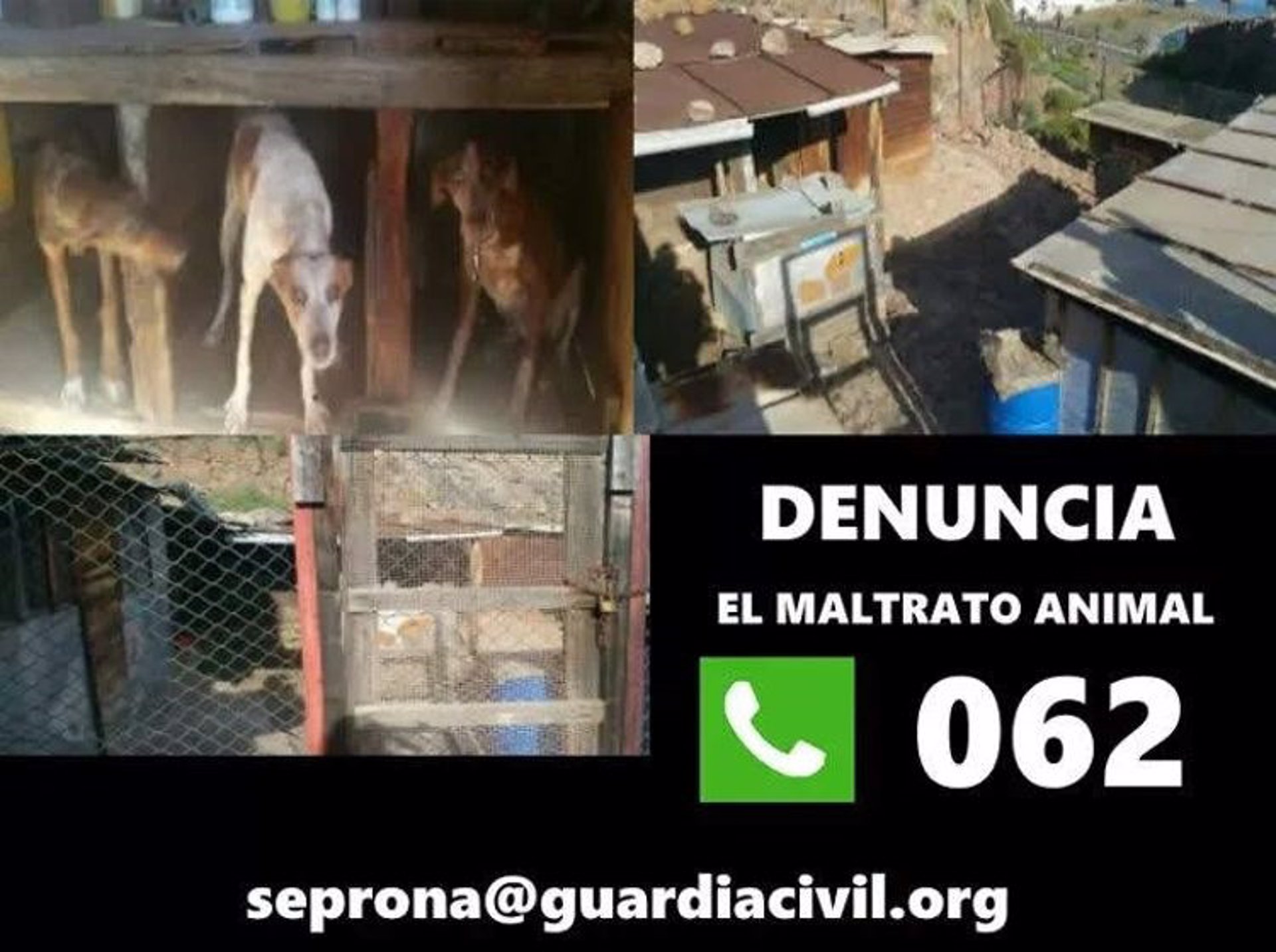 Detienen a un vecino de Albacete por un delito de maltrato animal.