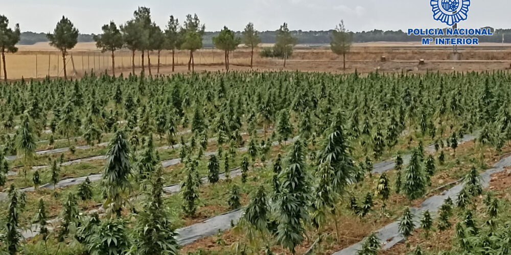 Plantación de marihuana en Tembleque.