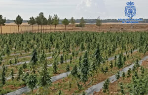 Plantación de marihuana en Tembleque.