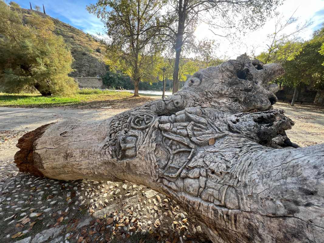 De viejo fresno caído a escultura.