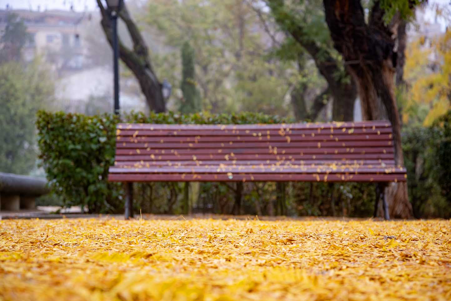 El otoño llega a CLM más "cálido y húmedo" de lo habitual. Foto: Rebeca Arango.