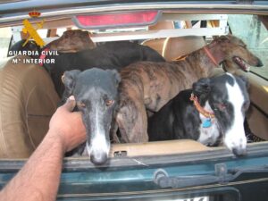 Los presuntos cazadores furtivos llevaban tres galgos en el vehículo (foto de archivo).