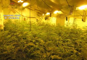 Plantas de cannabis sativa incautadas en Tobarra por la Guardia Civil.