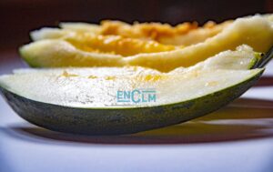 melón