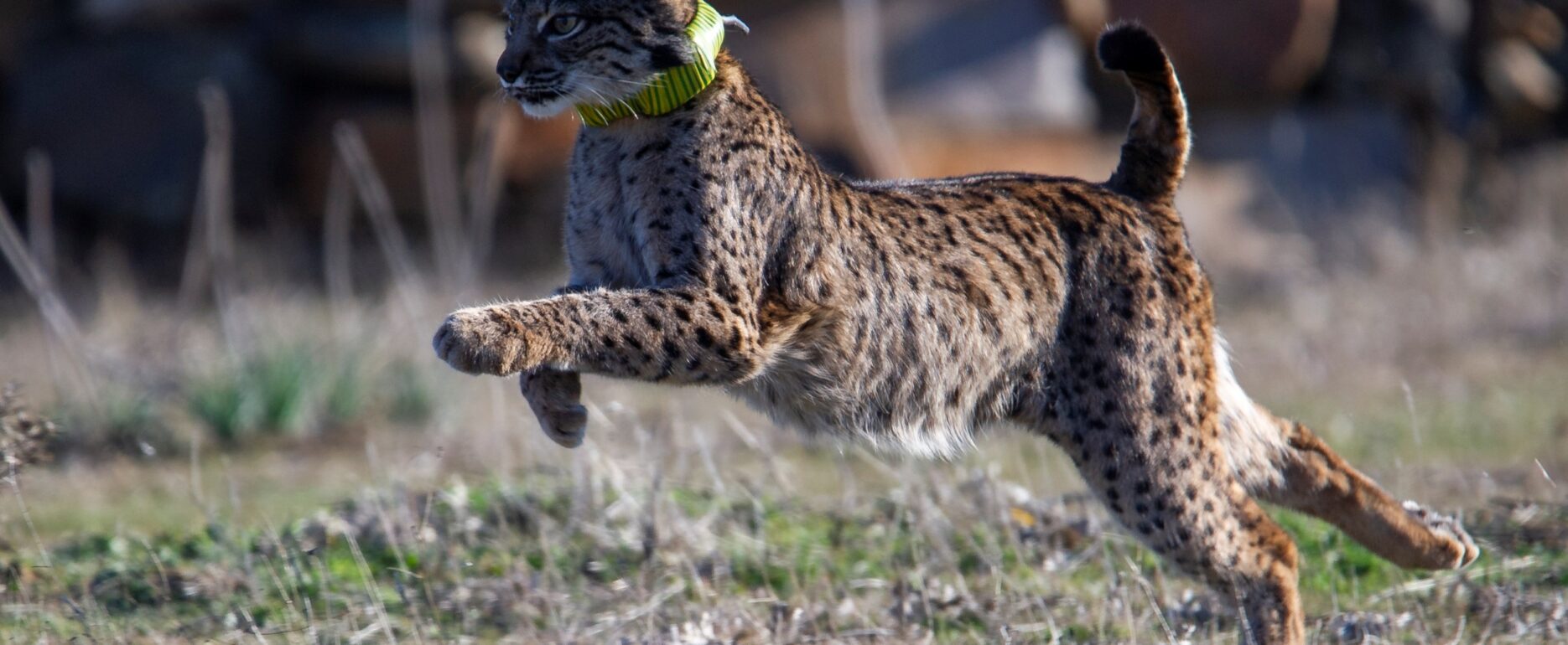 Imagen de un ejemplar de lince ibérico en Castilla-La Mancha