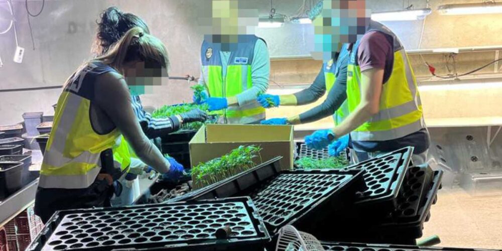 Han desmantelado en Recas el vivero que abastecía de 'plantas de marihuana a plantaciones ilegales de La Sagra.
