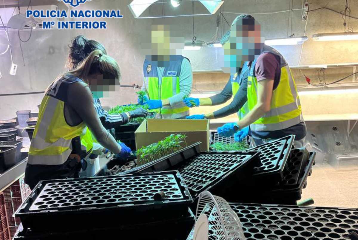Han desmantelado en Recas el vivero que abastecía de 'plantas de marihuana a plantaciones ilegales de La Sagra.