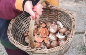 Una cesta con níscalos y champiñones.