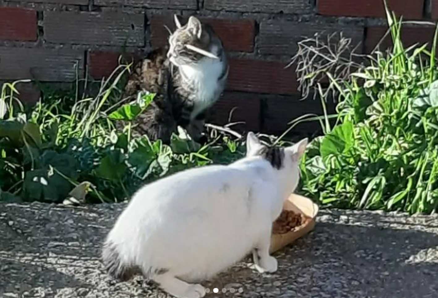 En segundo plano, Suerte con la flecha atravesando su cabeza. Foto: @progatosrescatefelino.