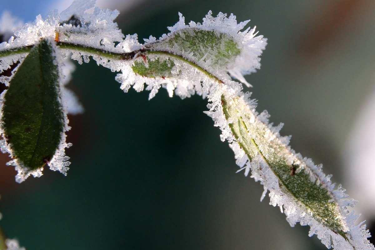 helada, hielo, frío