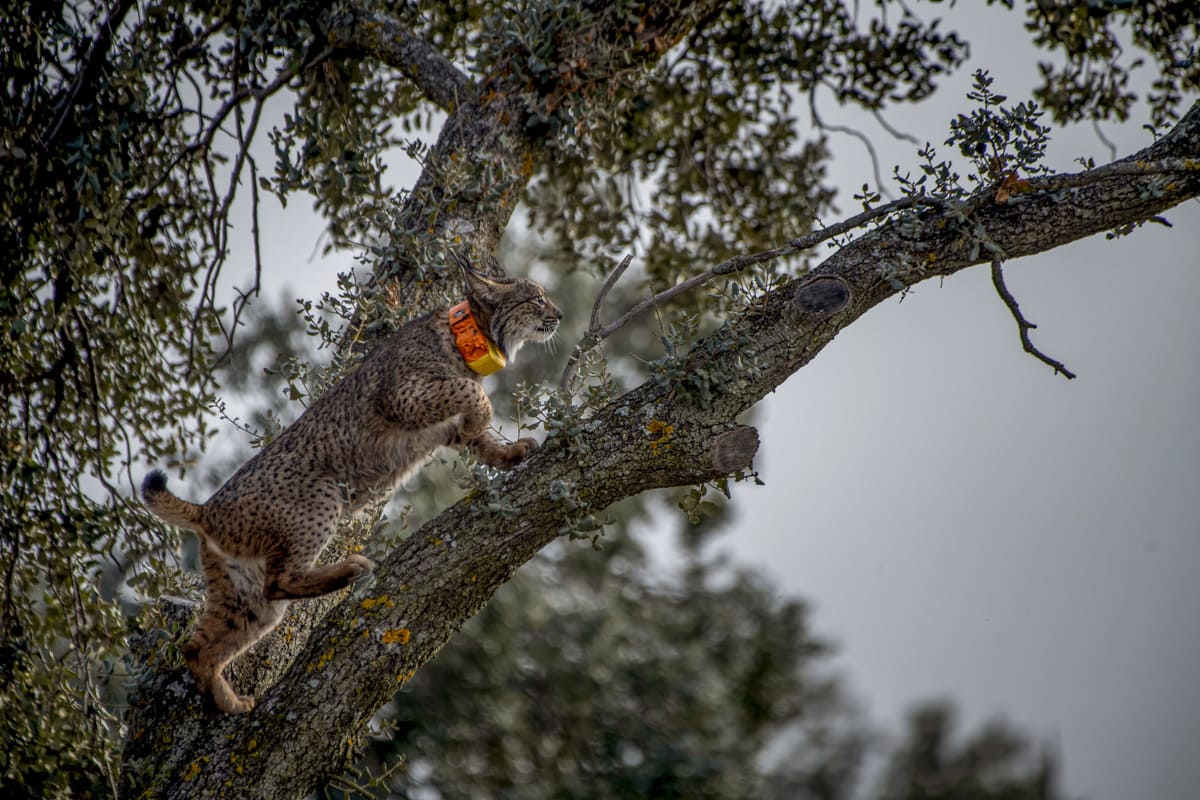 Suelta de linces en Polán (Toledo). Foto: EFE/Ismael Herrero.